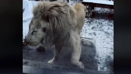 Scandal la Zoo Brașov! Acuzații de „exploatare” după imagini cu un leu alb agitat. Cum explică conducerea situația