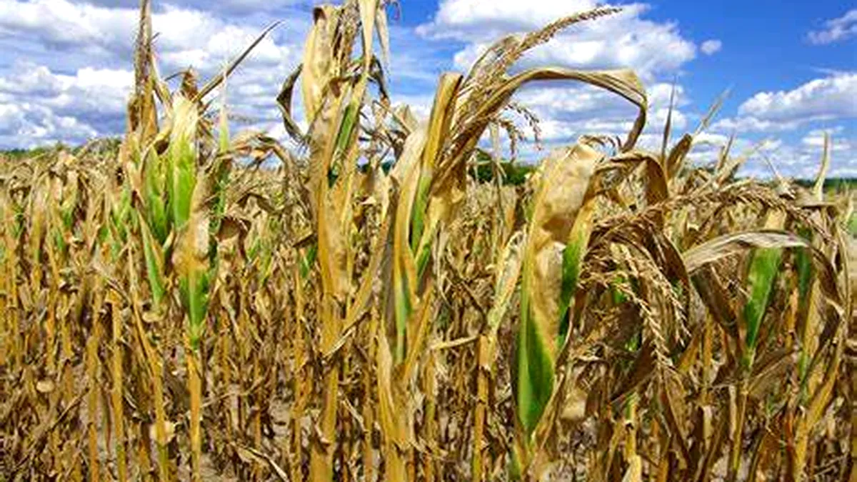 UE şi-a redus estimările privind producţia de porumb. România, între cauze