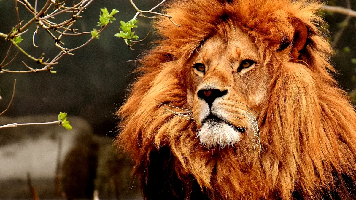 Doi lei au fost testaţi pozitiv cu coronavirus la un parc safari