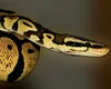 Descoperire fascinantă: celule specializate ajută pitonii birmanezi să digere oasele întregi ale prăzii