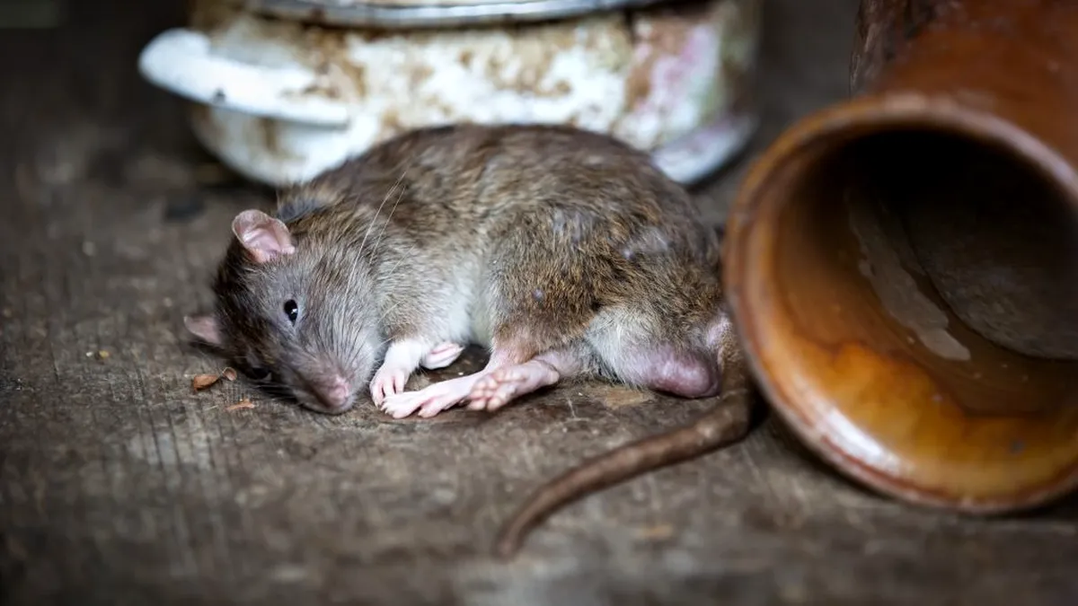 Atenție la șobolani! Pot fi purtători ai unei sușe a noului coronavirus