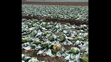 Dezastru și generozitate în Satu Mare: un hectar de varză, donat în întregime! ”Veniți și luați-o, n-am avut cui să o vând”