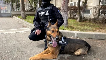 Urma mirosului i-a dat de gol: jaful din Neamț rezolvat cu ajutorul unui câine polițist