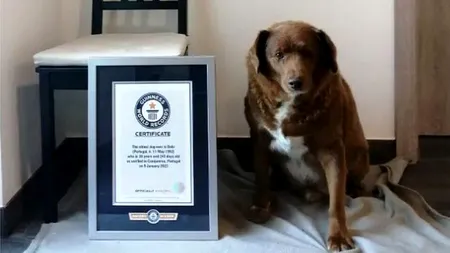 Povestea lui Bobi, cel mai bătrân câine din lume (VIDEO)