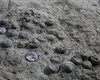 Descoperire spectaculoasă în China: 28 de ouă de dinozaur, vechi de 86 de milioane de ani