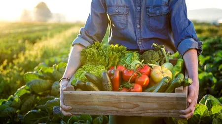 Cultivi tomate, primești subvenție și pentru alte legume. Reguli noi pentru legumicultori, din 2025
