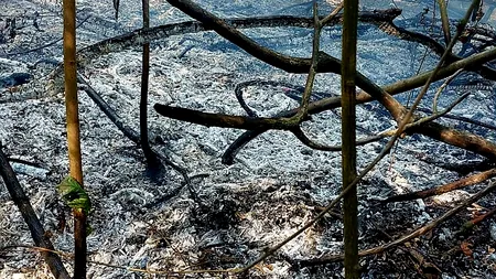 Mobilizare a pompierilor din trei județe, la un incendiu de pădure, în Giurgiu