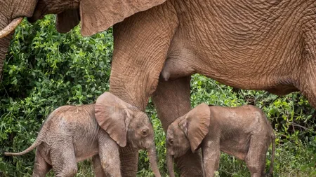 Eveniment în Kenya: o mamă elefant a fătat gemeni