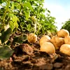 Guvernul sprijină cartoful românesc. Friptura rămâne, deocamdată, în programul de guvernare