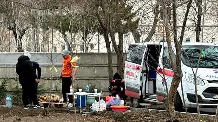 Porci transportați cu ambulanța și sacrificați într-un parc din Constanța