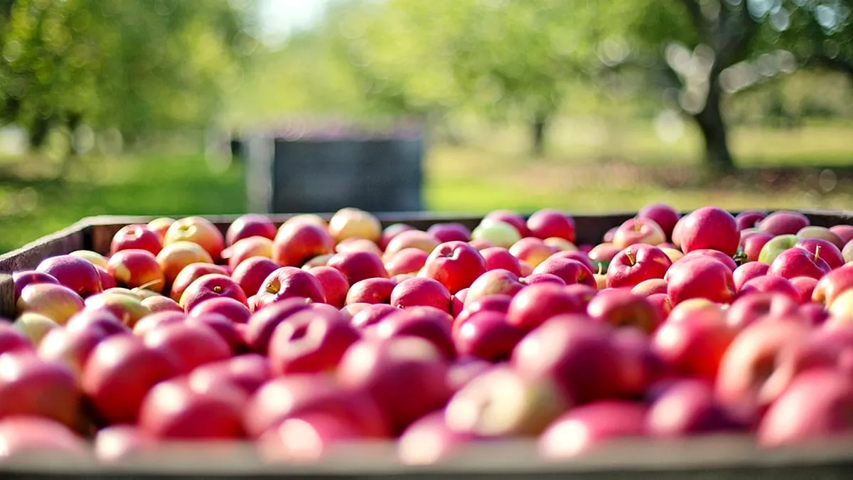 Un măr din cinci este de import. România, a două piață de desfacere pentru polonezi