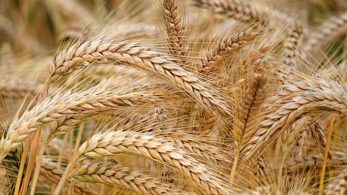 Agitație pe bursele de cereale, după ce Rusia a blocat exportul prin Marea Neagră