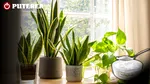 Ce pățesc plantele de apartament stropite cu bicarbonat de sodiu. Un sfert de linguriță face diferența