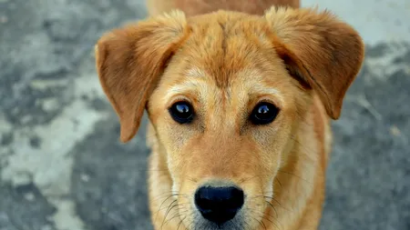 România schimbă regulile pentru protecția animalelor. Câinii sănătoși nu vor mai fi eutanasiați, iar animalele devin ființe vii