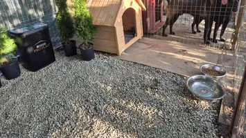 O tânără, care a renunţat la cariera militară, a deschis o pensiune canină și se dedică dresajului de câini