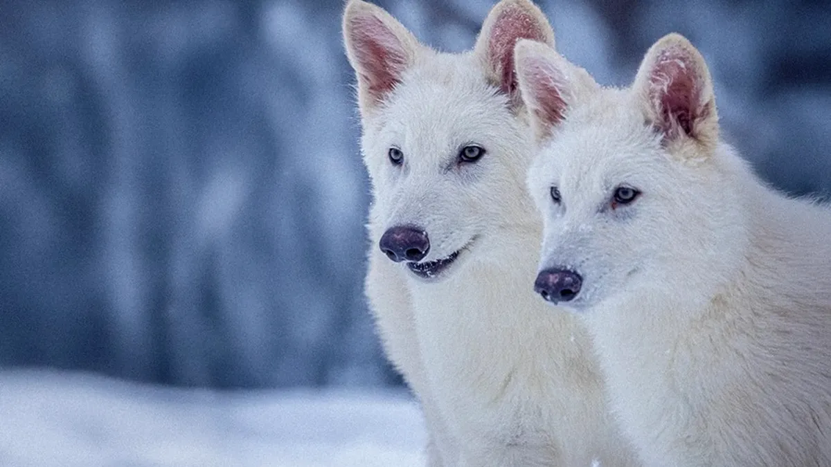 Lupii feroce ai viitorului: Romulus, Remus și Khaleesi, primii „copii” aduși înapoi din preistorie