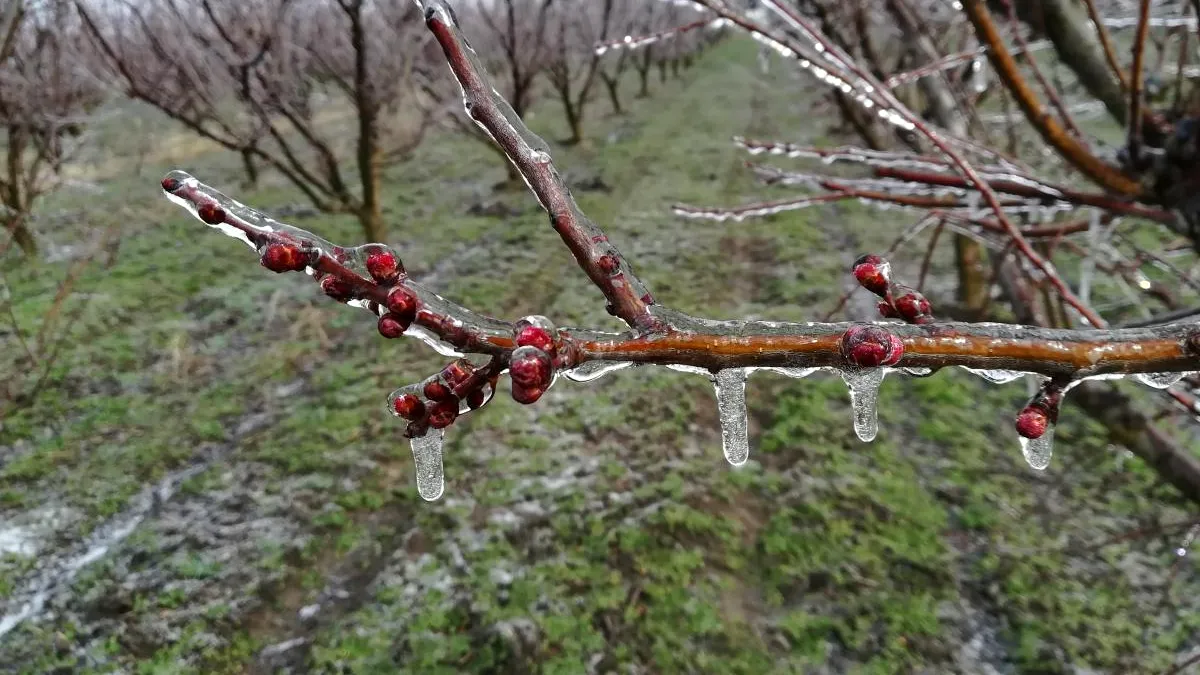Agrometeorologii spun că încă nu e cazul să ne temem că îngheață pomii