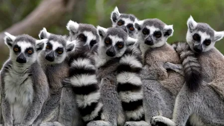 Un lemur furat de la Grădina Zoologică din Călărași a fost găsit legat de picioare într-o casă abandonată
