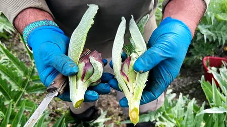 Planta violetă, rară și extrem de apreciată, care este folosită în preparate delicioase