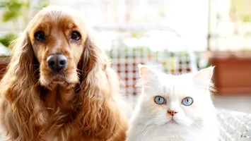 Prima lege UE pentru bunăstarea animalelor. Gata cu înmulțirea necontrolată!