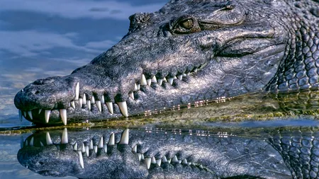 O fată de 28 de ani s-a luptat cu un crocodil pentru a-și salva sora geamănă