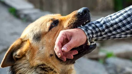 Primăria din Constanța, obligată să plătească daune morale familiei unui copil mușcat de câine