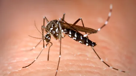 Țânțarul-tigru, care transmite febra dengue, a ajuns și în România