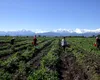 Germania se pregătește să pună frână muncitorilor agricoli din România și Bulgaria