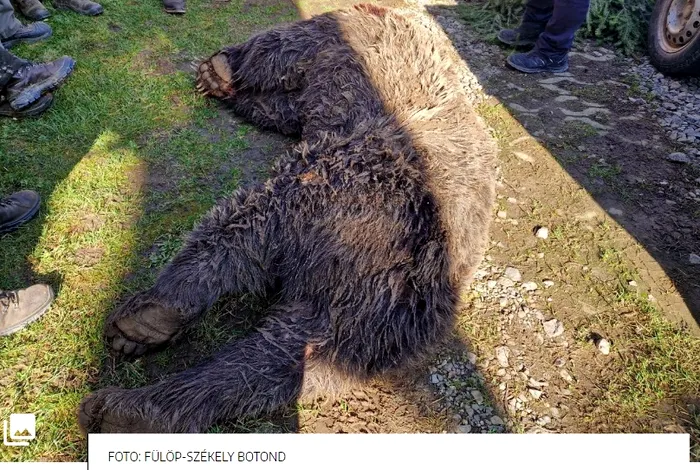Scandal în Harghita: Urs masiv impuscat fără motiv în satul Tarnovita