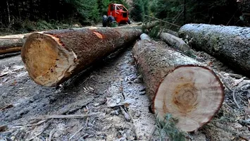 Jaful verde al secolului: Cum s-au topit 60 de miliarde de euro în retrocedări ilegale de păduri în România