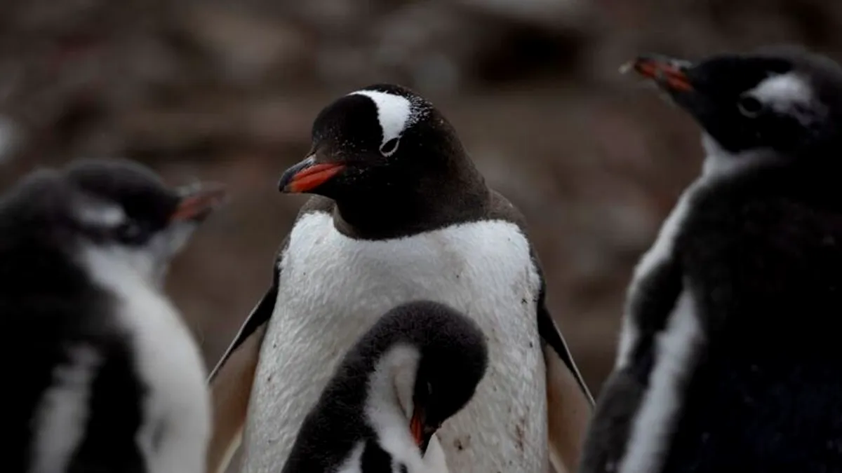 Alertă de sănătate în Antarctica: Gripa aviară pune în pericol pinguinii