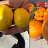 Citrice „premium” doar pe etichetă? ”Suntem bătaia de joc a importatorilor””