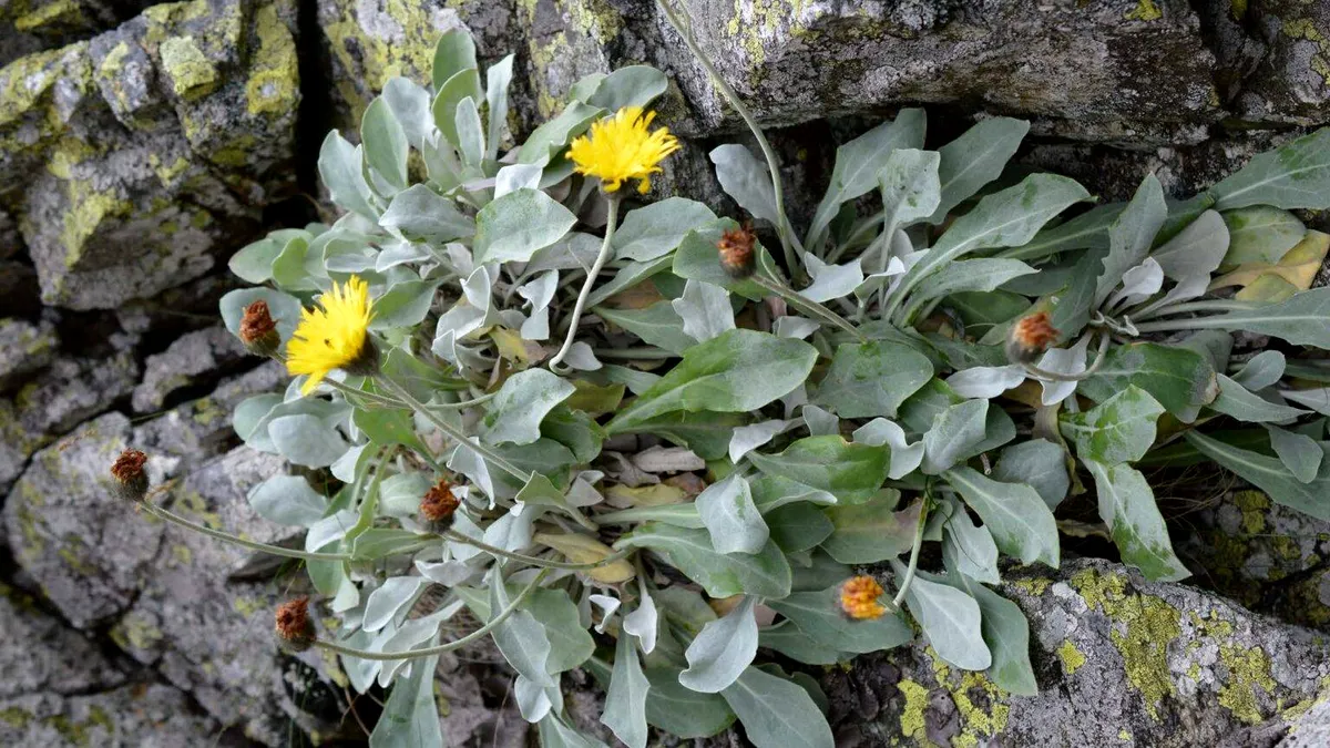 O plantă veche de peste 60 000 de ani, descoperită în Carpaţi