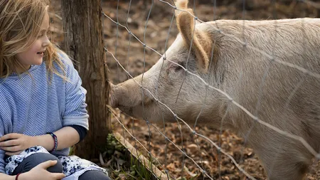 Înghețata din lapte de porc: O nouă delicatesă care cucerește Europa