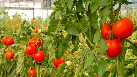 Depozit frigorific și fabrică de procesare în bazinul legumicol Matca? Au trecut 20 de ani de promisiuni, dar „nu se întâmplă nimic”