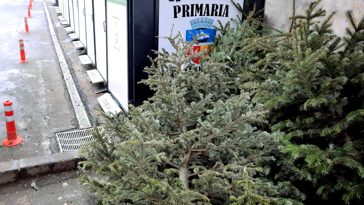 Zeci de tone de brazi naturali de Crăciun, transformați în compost la Galați