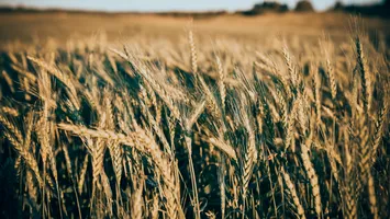 O ciupercă poate distruge milioane de hectare de cereale. A fost introdusă ilegal în țară de cercetători