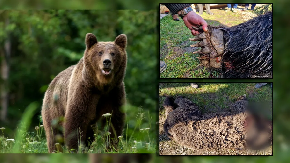 Scandal în Harghita: Urs împușcat fără motiv în satul Târnovița