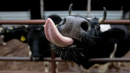 Aproape 1,5 miliarde de lei ajung la crescătorii de animale şi la legumicultori. Ciolacu a făcut anunţul