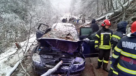 Adolescent mort după ce un copac s-a prăbușit peste mașina în care călătorea