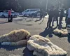 Ciobanii protestează la Guvern, nemulţumiţi că exporturile de carne de miel au fost interzise, chiar înainte de Paște  (VIDEO)