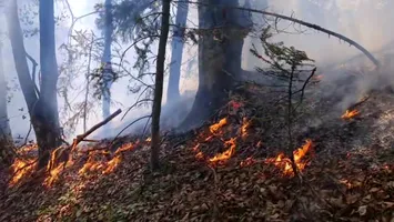 Incendiu de pădure la Cetățeni stins după cinci zile: o țigară aprinsă, cauza probabilă