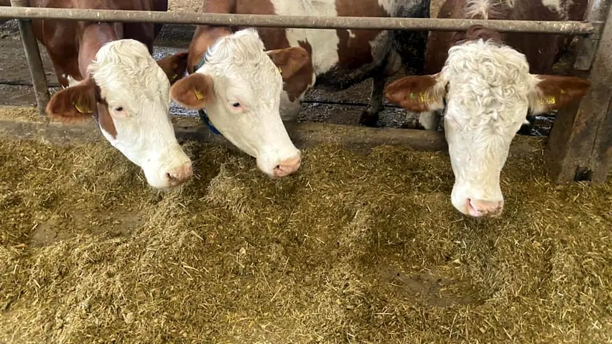 Până când pot depune crescătorii de vaci cererea pentru ajutorul de 73 euro