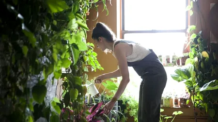 Tu le știi? Plante care pot combate alergiile, purifică aerul din locuință sau ajută la somn