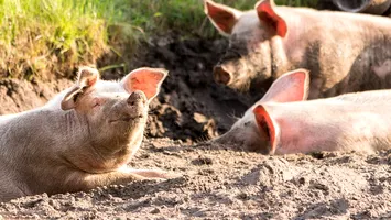 Guvernul impune reguli stricte pentru producătorii de carne de porc în lupta cu pesta porcină