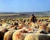 Un cioban din Brăila, mai corect decât Anastasiu: a dat șpagă, i-a filmat pe inspectorii Antifraudă și i-a denunțat