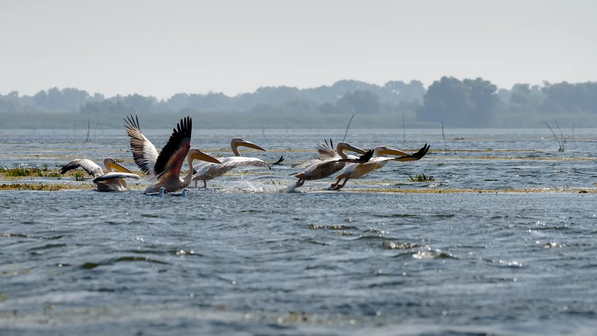 Agenția Națională pentru Protecția Mediului- 34 de ani de când Delta Dunării este rezervație a biosferei