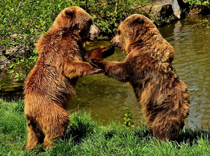 Faună. Ursuleți la joacă / Foto Alexas Fotos / pixabay.com