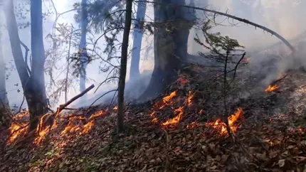 Incendiu puternic în Mureș. O pădure a fost cuprinsă de flăcări