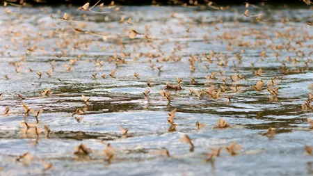 Imagini spectaculoase din Delta Dunării: Au apărut efemeridele